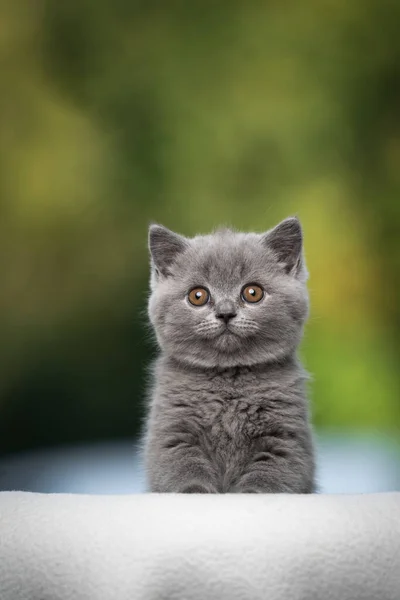 Young british shorthair kitten blue portrait — Stock Photo, Image