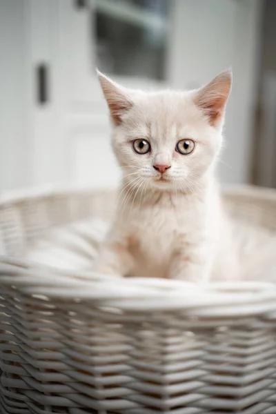 Bonito britânico shorthait gatinho retrato — Fotografia de Stock