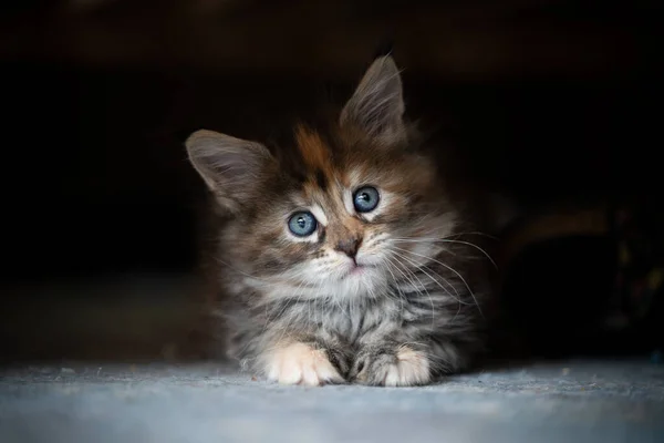 Bonito calico maine casulo gatinho cabeça inclinação — Fotografia de Stock