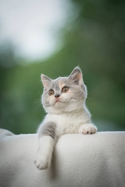 Curioso brincalhão britânico shorthair gatinho olhando focado — Fotografia de Stock