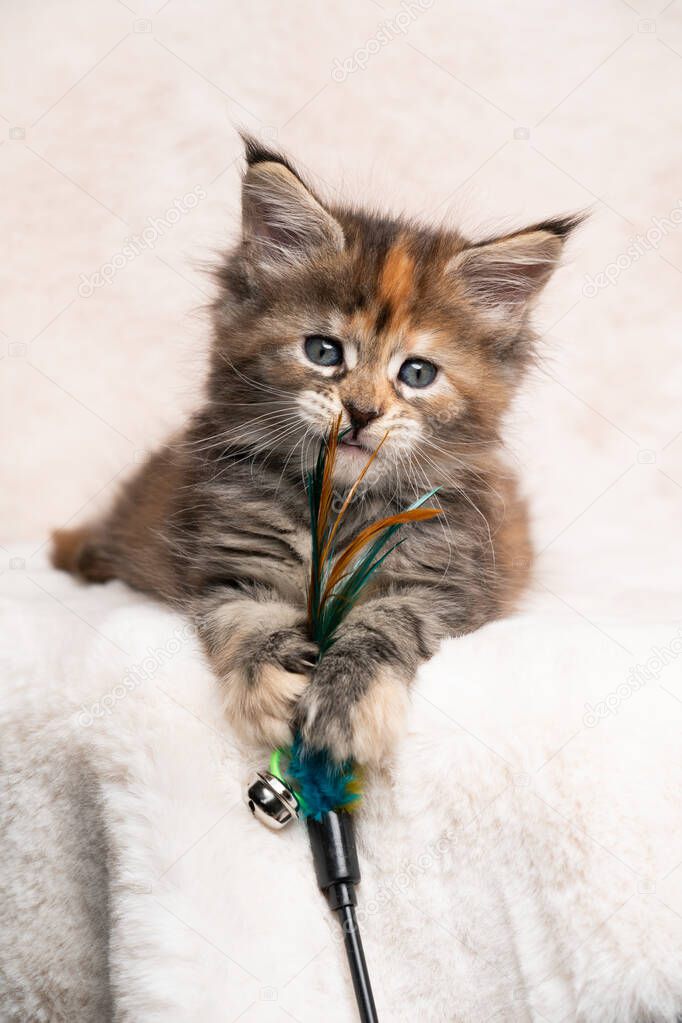 cute calico maine coon kitten playing with feather toy