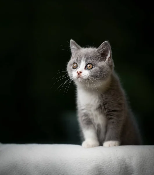 Portrait de chaton à poil court britannique avec espace de copie — Photo