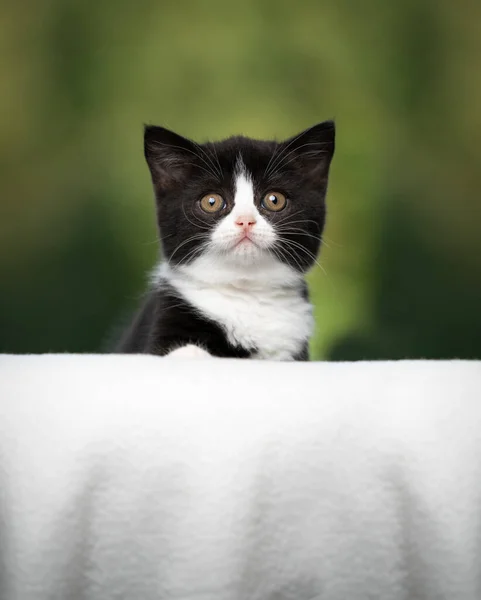 Bonito preto e branco smoking britânico shorthair gatinho retrato — Fotografia de Stock