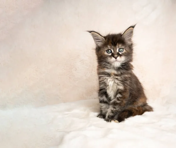 Bonito calico maine casulo gatinho estúdio retrato — Fotografia de Stock