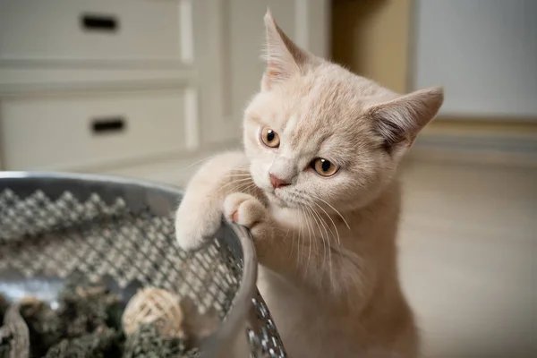 British shorthair kitten curious about decoration — Stock Photo, Image