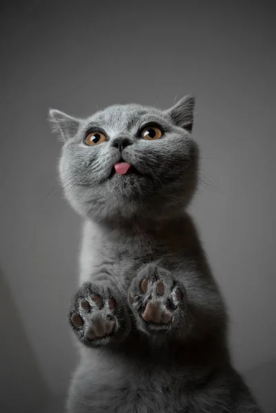 Britské krátkosrsté kotě na skleněném stole spodní pohled — Stock fotografie