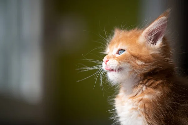 Gatito rojo mirando a la luz del sol — Foto de Stock
