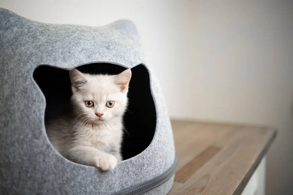 Gatinho bonito dentro de pet caverna olhando para fora — Fotografia de Stock