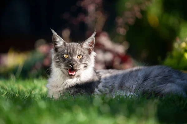 Haletant chat à poil long à l'extérieur en été chaleur — Photo