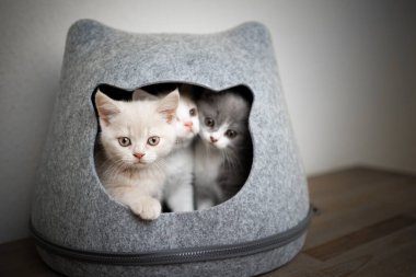 Evcil hayvan mağarasında üç sevimli kedi yavrusu.