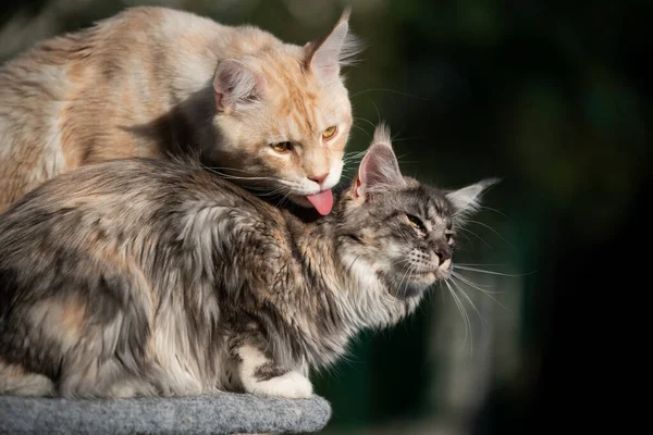 two maine coon cats grooming each others fur