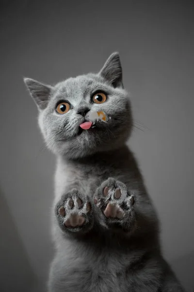 Британский короткий котенок на стеклянном столе вид снизу — стоковое фото