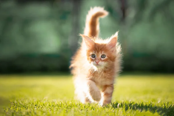 Schattig gember maine coon kitten wandelen buiten in zonnige tuin — Stockfoto