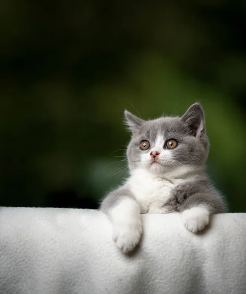 Cute kitten bending over sofa edge looking curiously — Stock Photo, Image