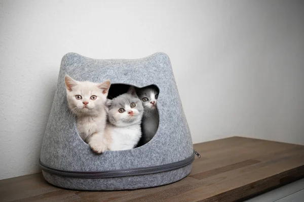 Tři zvědavá britská krátkosrstá koťátka — Stock fotografie
