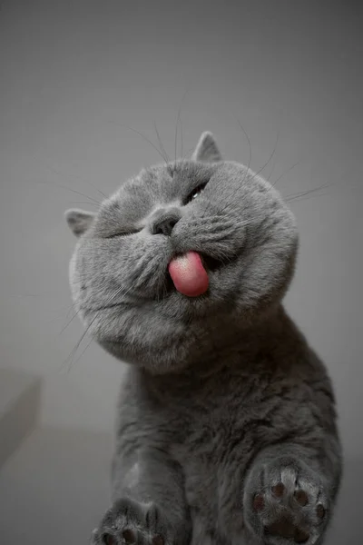 Bottom up view british shorthair cat licking glass table — Stock Photo, Image