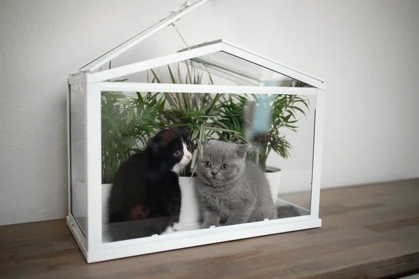 Gatinhos bonitos dentro de casa de vidro com plantas — Fotografia de Stock