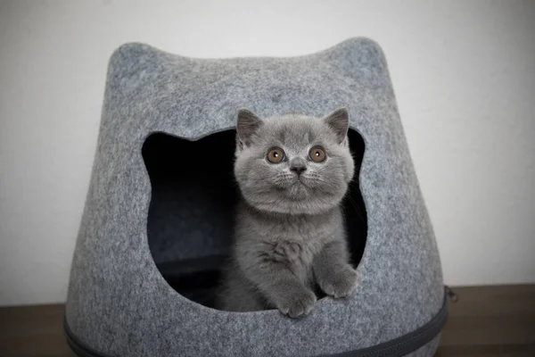 Roztomilý britský krátkosrstý kotě uvnitř kočka pet jeskyně — Stock fotografie