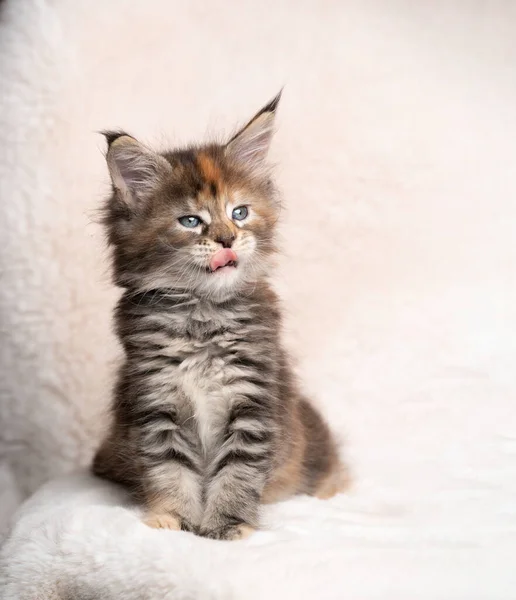 Hongerige calico kitten likken lippen met kopieerruimte — Stockfoto