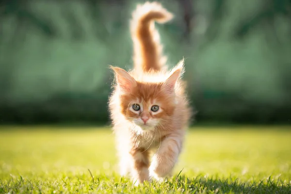 Lindo jengibre maine coon gatito caminando al aire libre en soleado jardín —  Fotos de Stock