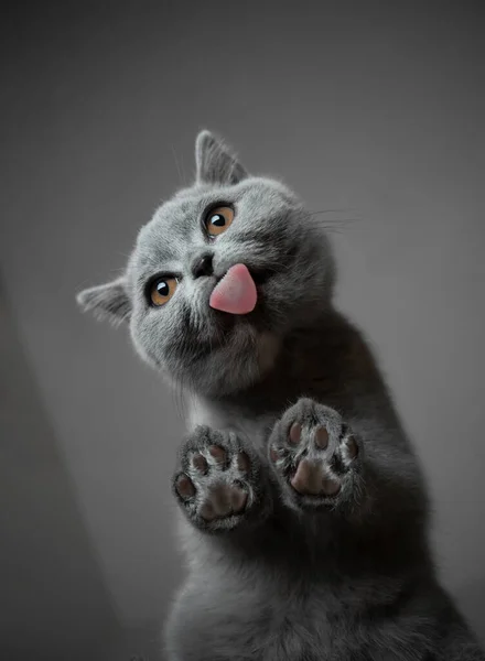 Cam masa manzaralı İngiliz kısa hava kedisi. — Stok fotoğraf