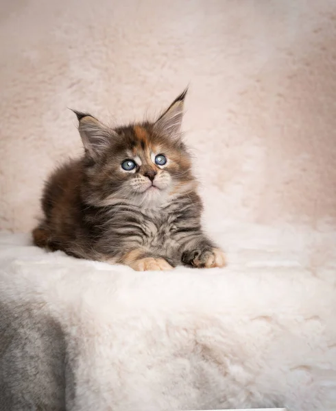 Calico maine coon kitten stidio portrait — 스톡 사진