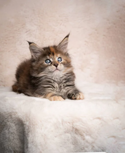 Calico maine casulo gatinho stidio retrato — Fotografia de Stock