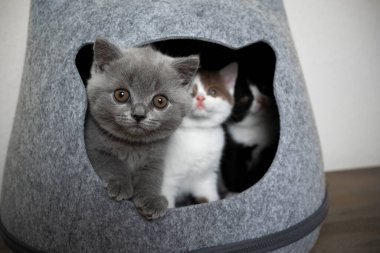 Üç farklı meraklı ve utangaç kedi yavrusu.