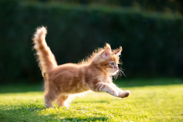 Jengibre maine coon gatito corriendo en césped en la luz del sol — Foto de Stock