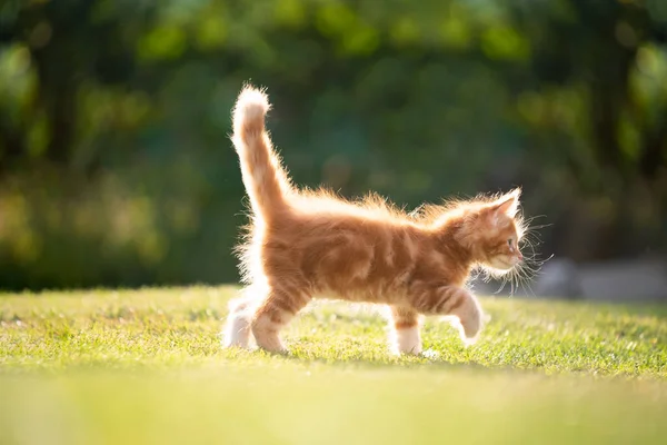 Boční pohled na roztomilé zázvor kotě chůze v podsvícení — Stock fotografie