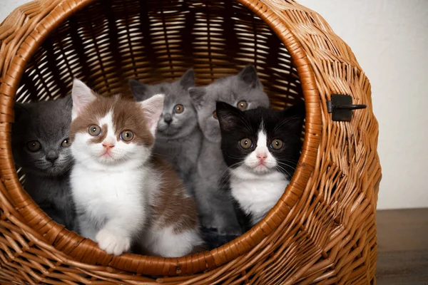 group of cute british shorthair kittens inside of basket