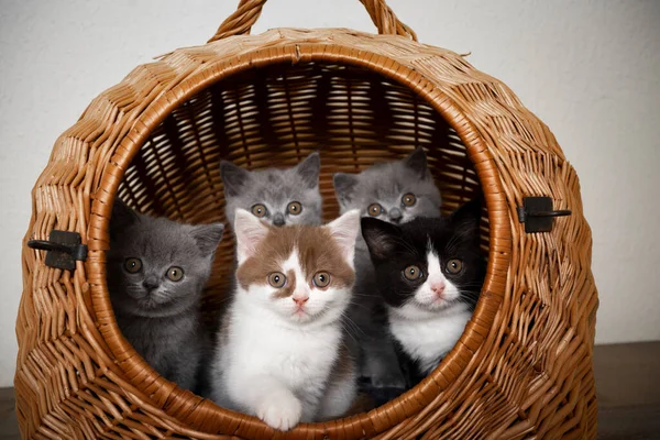 group of cute british shorthair kittens inside of basket