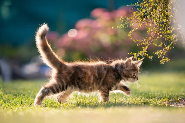 Calico maine coon kitten walking in sunlight — Stock fotografie