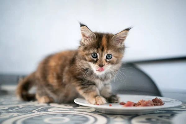 Calico maine coon kotek jedzenie dla kotów z naczynia — Zdjęcie stockowe