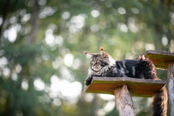 Maine coon cat resting on natural scratching post tree plank — Stock Photo, Image