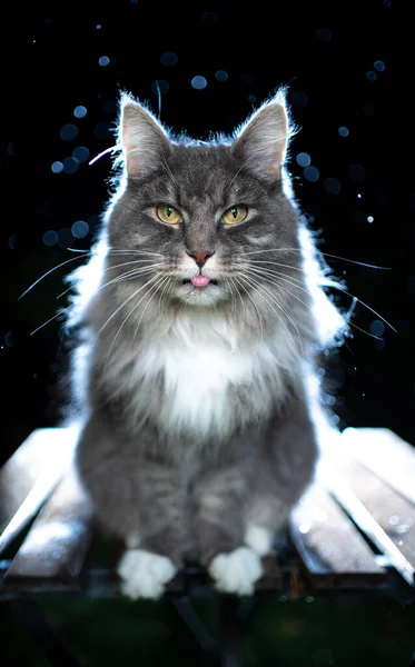 Hosszú haj macska portré éjjel az esõben háttérvilágítással — Stock Fotó