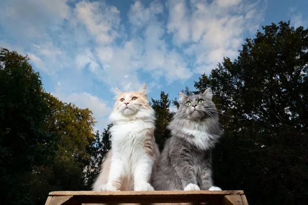 Dvě hlavní mývalí kočky sedící bok po boku — Stock fotografie