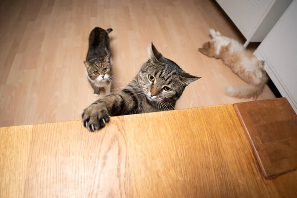 Açgözlü meraklı kedi masaya uzanan pençelerini kaldırıyor. — Stok fotoğraf