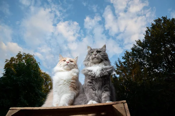 two maine coon cats sitting outdoors side by side