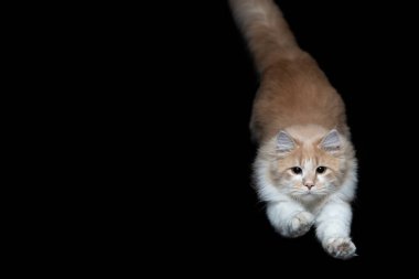 Gece kedi avlamak