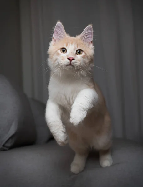 Игривый молодой кот прыгает на диване — стоковое фото
