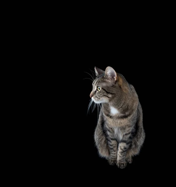 Tabby kat zitten kijken naar de zijkant op zwarte achtergrond — Stockfoto