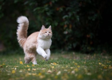 Bahçede koşan şakacı rakun kedi.
