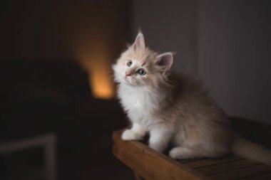 Meraklı krem rengi beyaz rakun kedi yavrusu