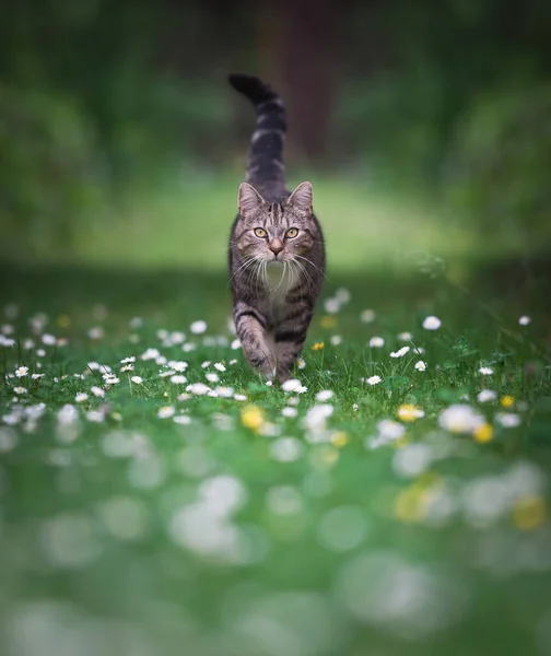 Gato andando no prado com flores — Fotografia de Stock
