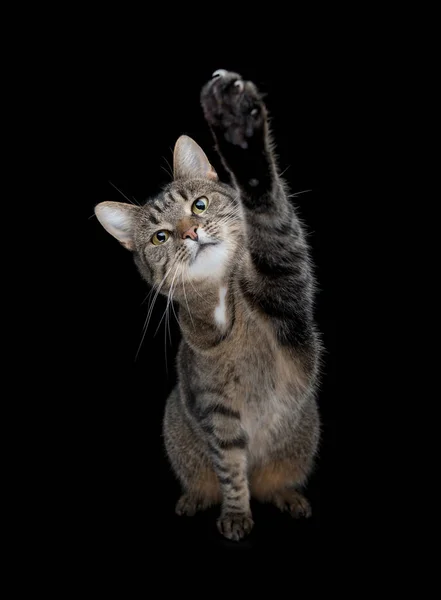 Gato tabby levantando la pata en el aire aislado sobre fondo negro —  Fotos de Stock