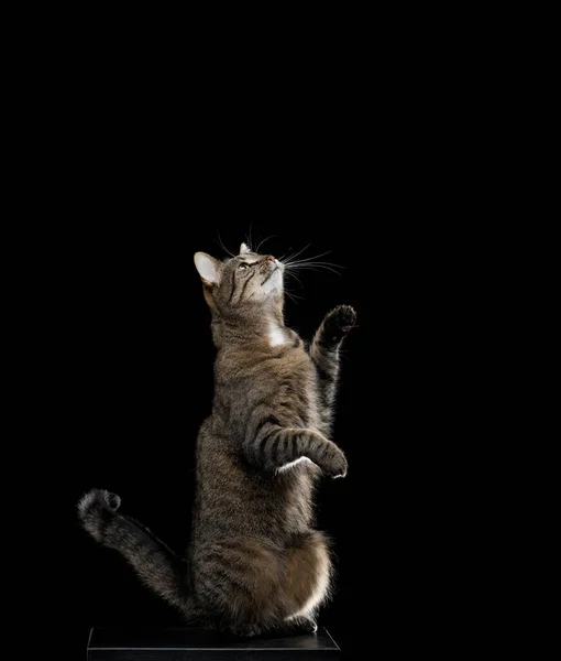Gato tabby criando arriba vista lateral sobre fondo negro —  Fotos de Stock
