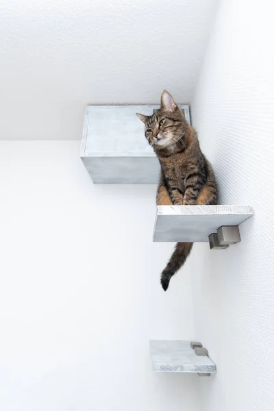 Γάτα κάθεται στο ράφι του DIY σπηλιά — Φωτογραφία Αρχείου