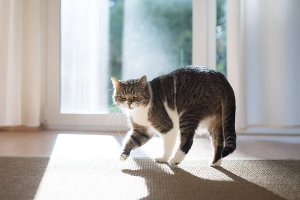 Кот ходит по ковру в солнечном свете окна — стоковое фото