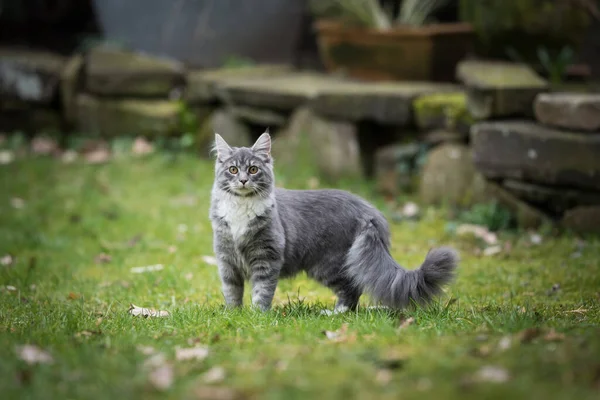 Giovane soffice gatto longhair in piedi nel cortile posteriore — Foto Stock
